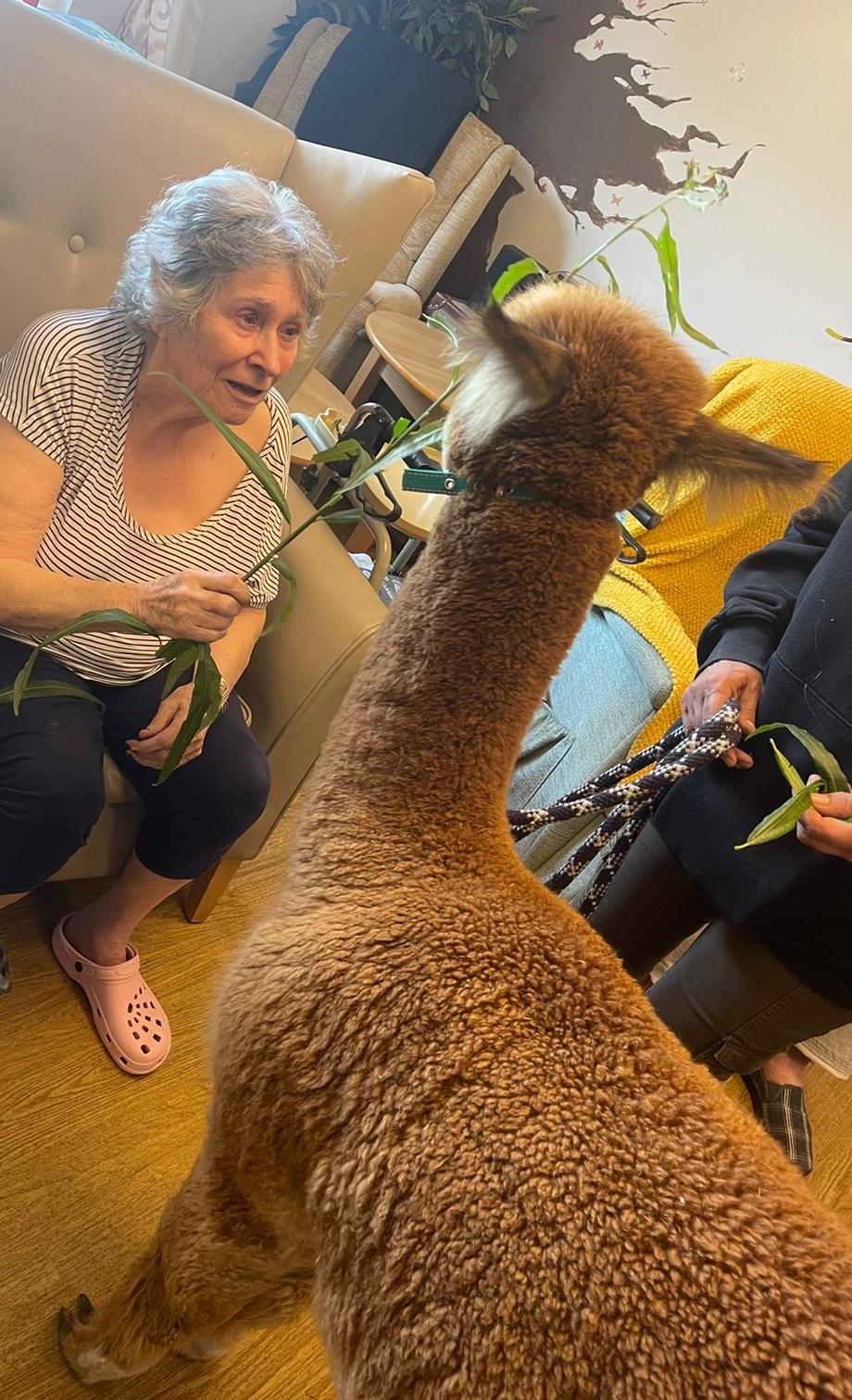 A woman seated feeding a brown alpaca willow branches